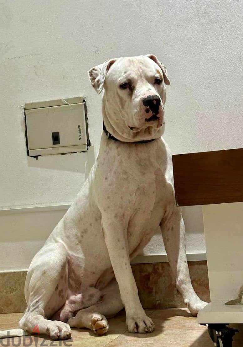 PUREBREED MALE DOGO ARGENTINO 7