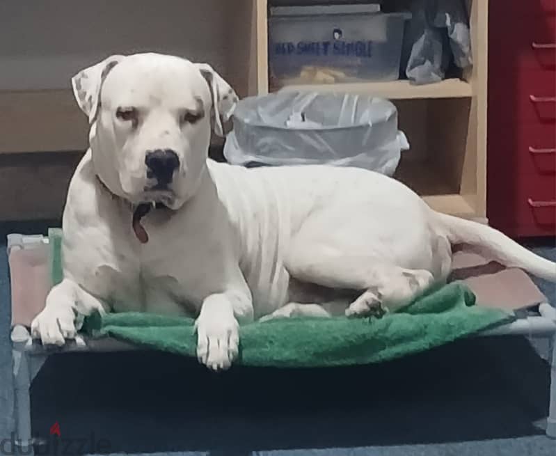 PUREBREED MALE DOGO ARGENTINO 10