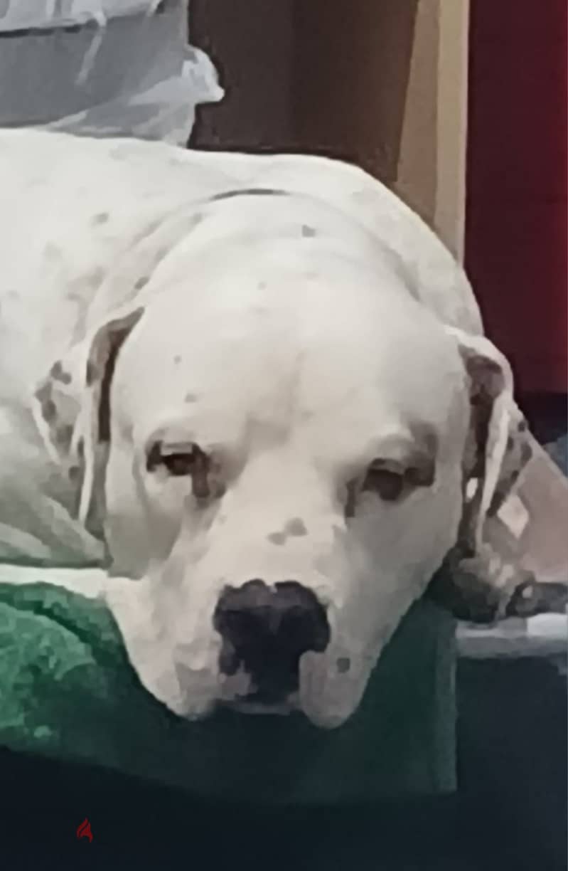 PUREBREED MALE DOGO ARGENTINO 12