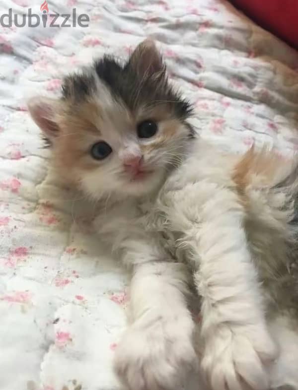 Persian Kitten 0