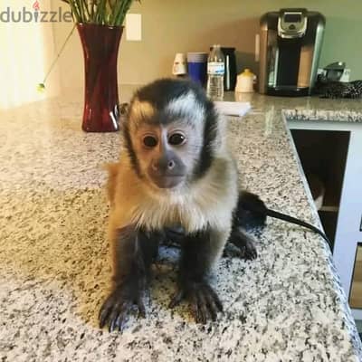 Capuchin monkeys// whatsapp +971552543679