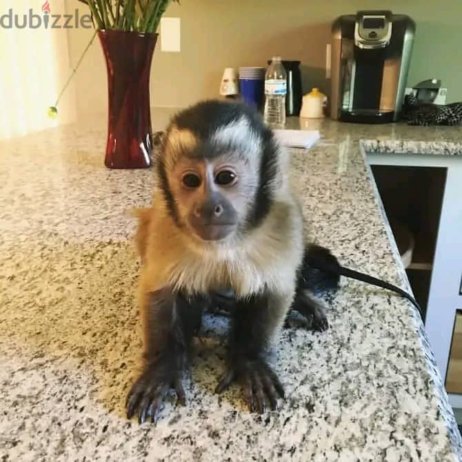 Capuchin monkeys// whatsapp +971552543679 0