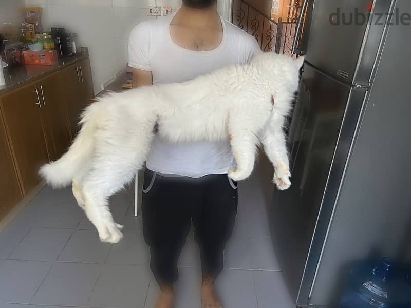 mainecoon male huge size 1