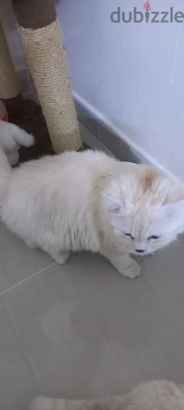 Beautiful male cat age 8 month long hair 1