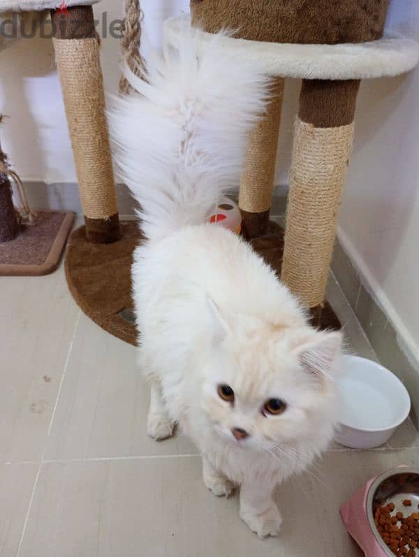 British cat male 8 months old for sale 1