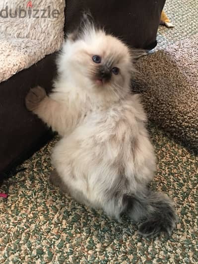 Himalayan Kitten 2 month old