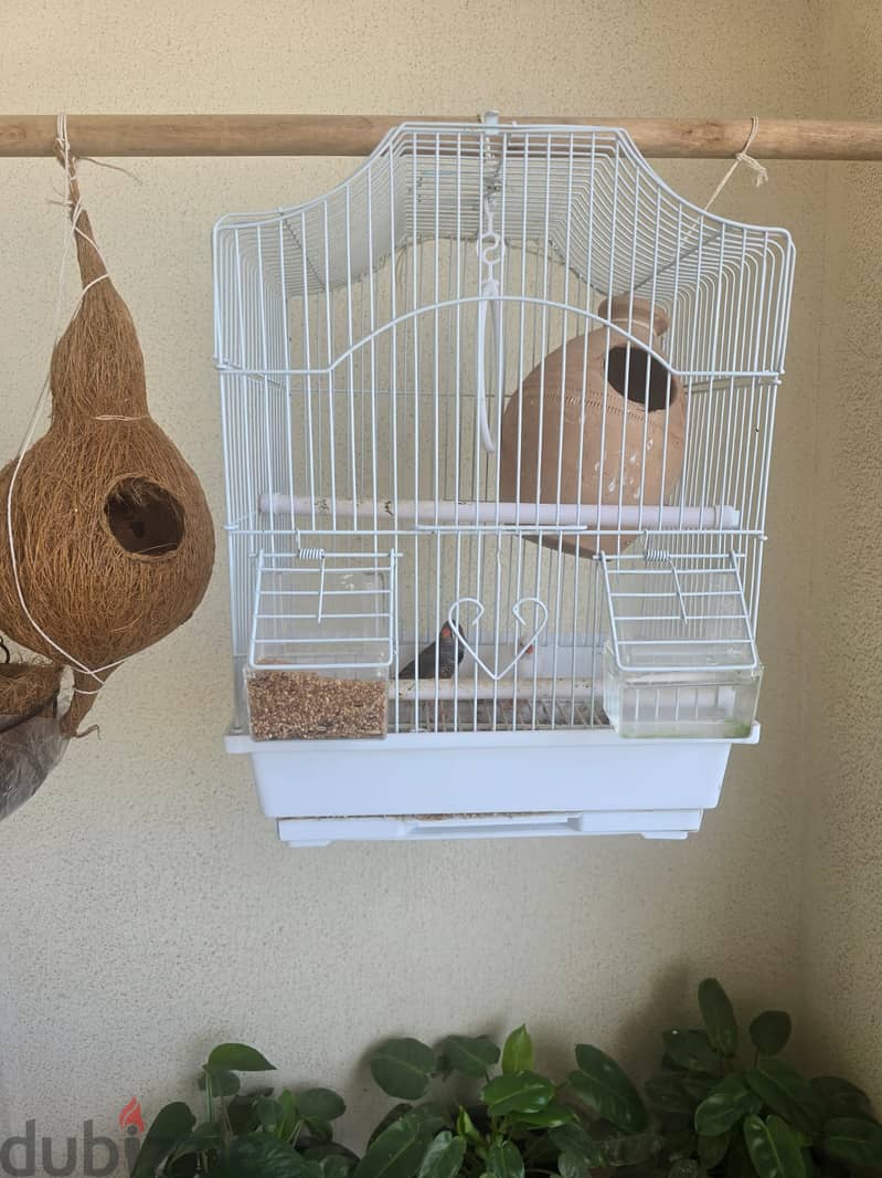 Finches - 1 pair with Cage 0