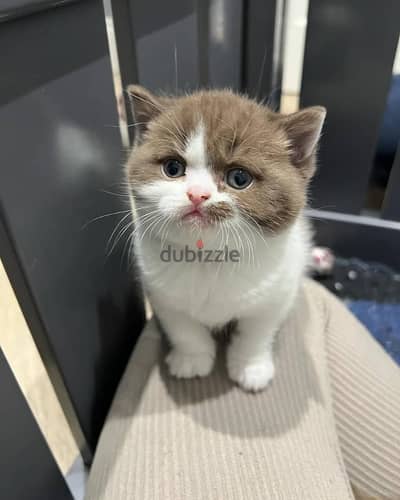 British shorthair// Whatsapp +966568218820