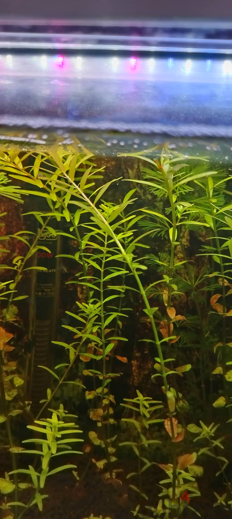 very good quality rotalla aquarium plant 0