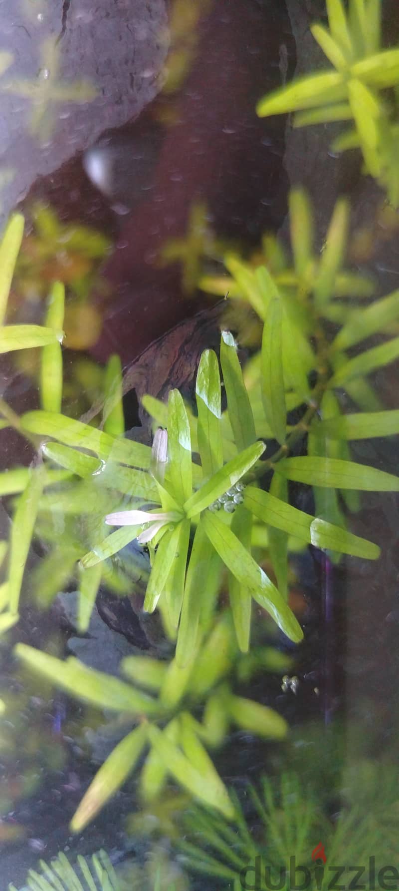 very good quality rotalla aquarium plant 1