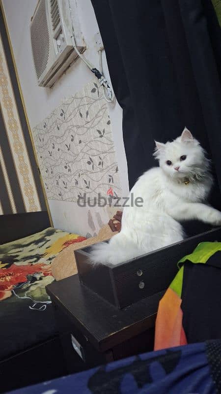 beautiful persian cat for sell with all its accessories 3