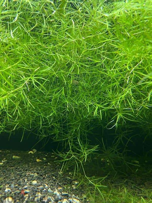 Guppy Grass For Sale 0