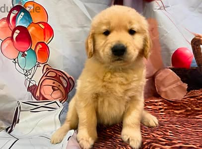 Ckc Golden Retriever Puppies.