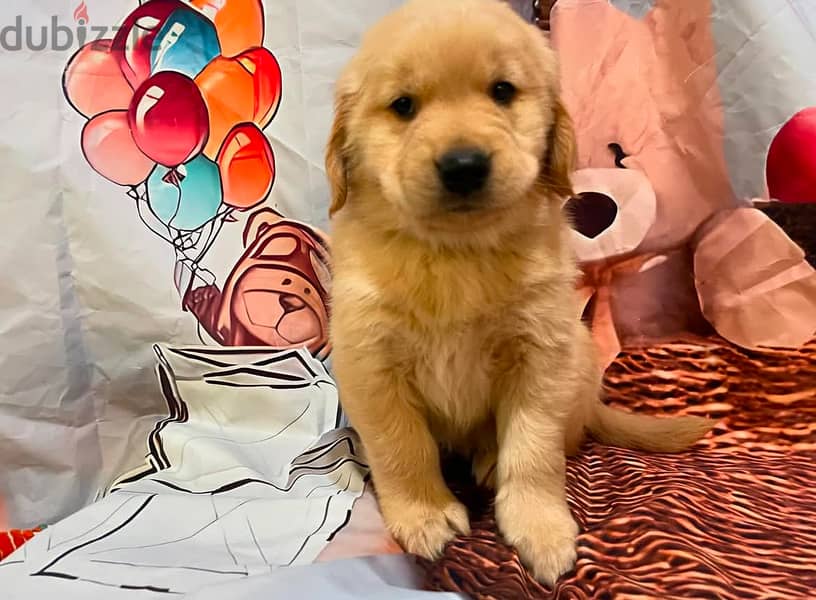 Ckc Golden Retriever Puppies. 2