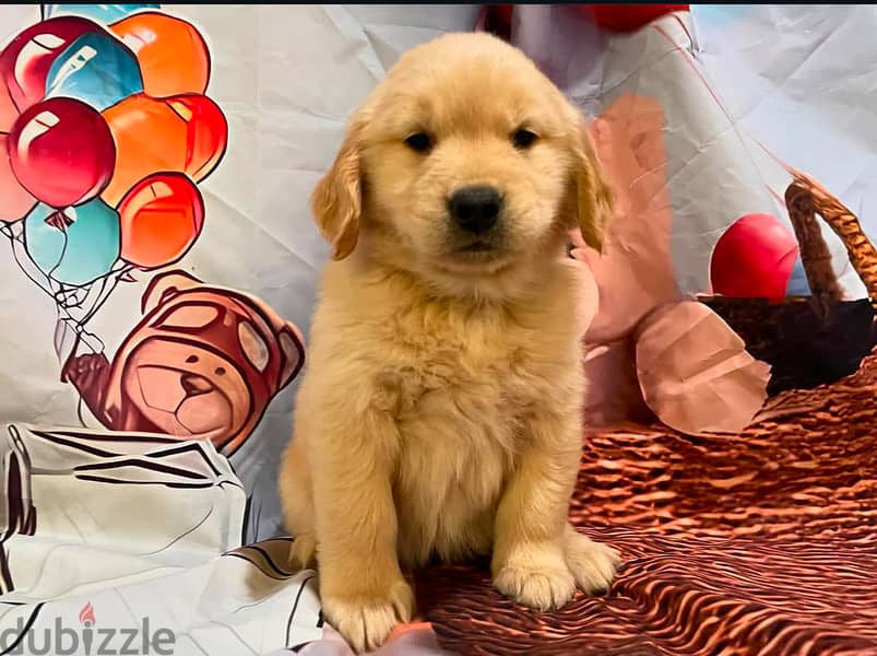 Ckc Golden Retriever Puppies. 3