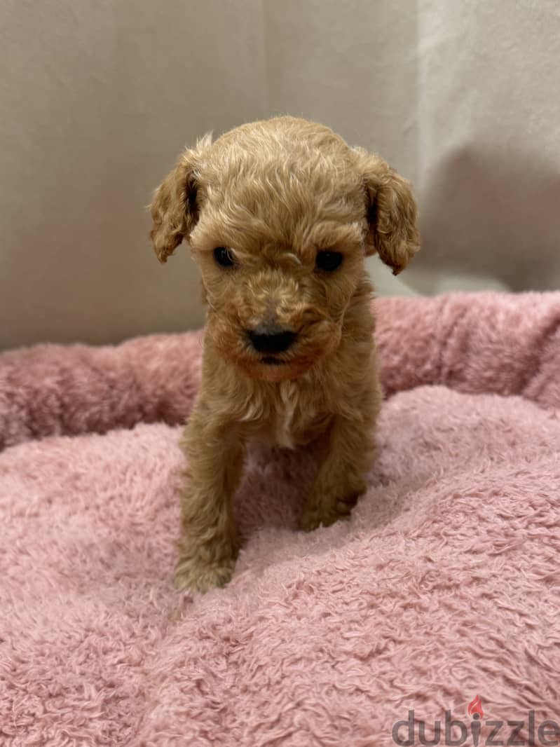 Toy Poodle 3