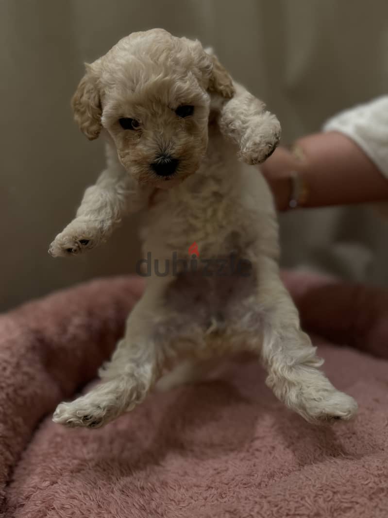 Toy Poodle 4