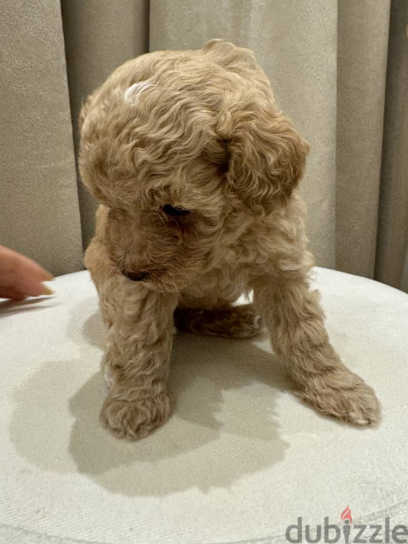 Toy Poodle 6