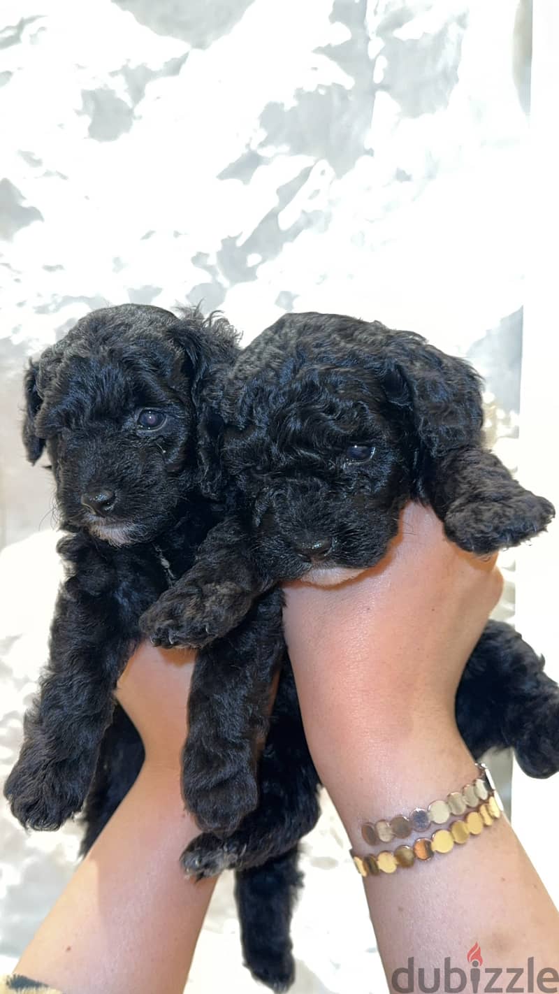 Toy Poodle 7