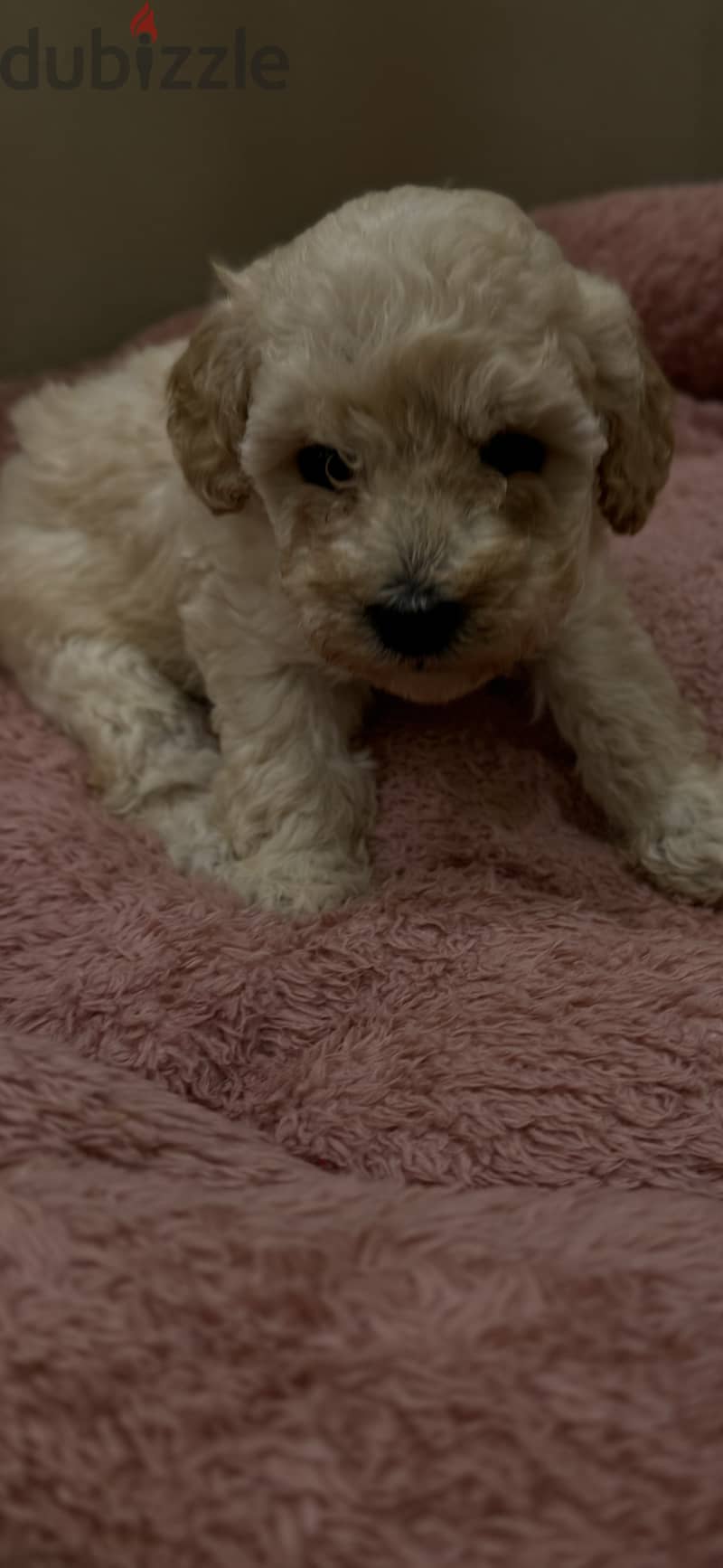 Toy Poodle 8