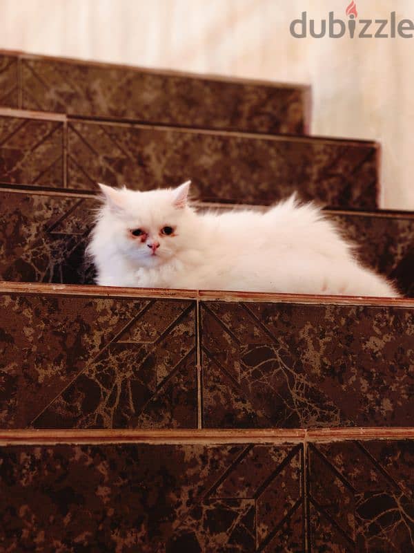 Female White Persian Cat 0