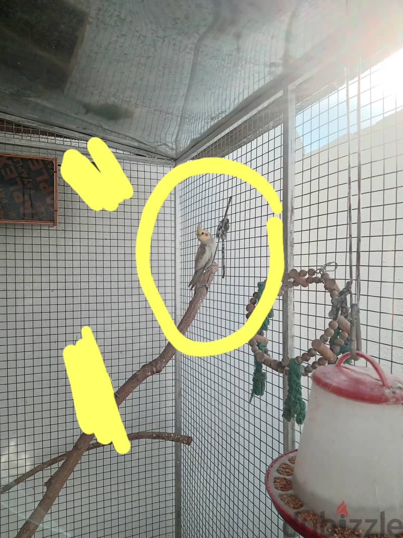 3 cockatiel ٣ كوكتيل 0