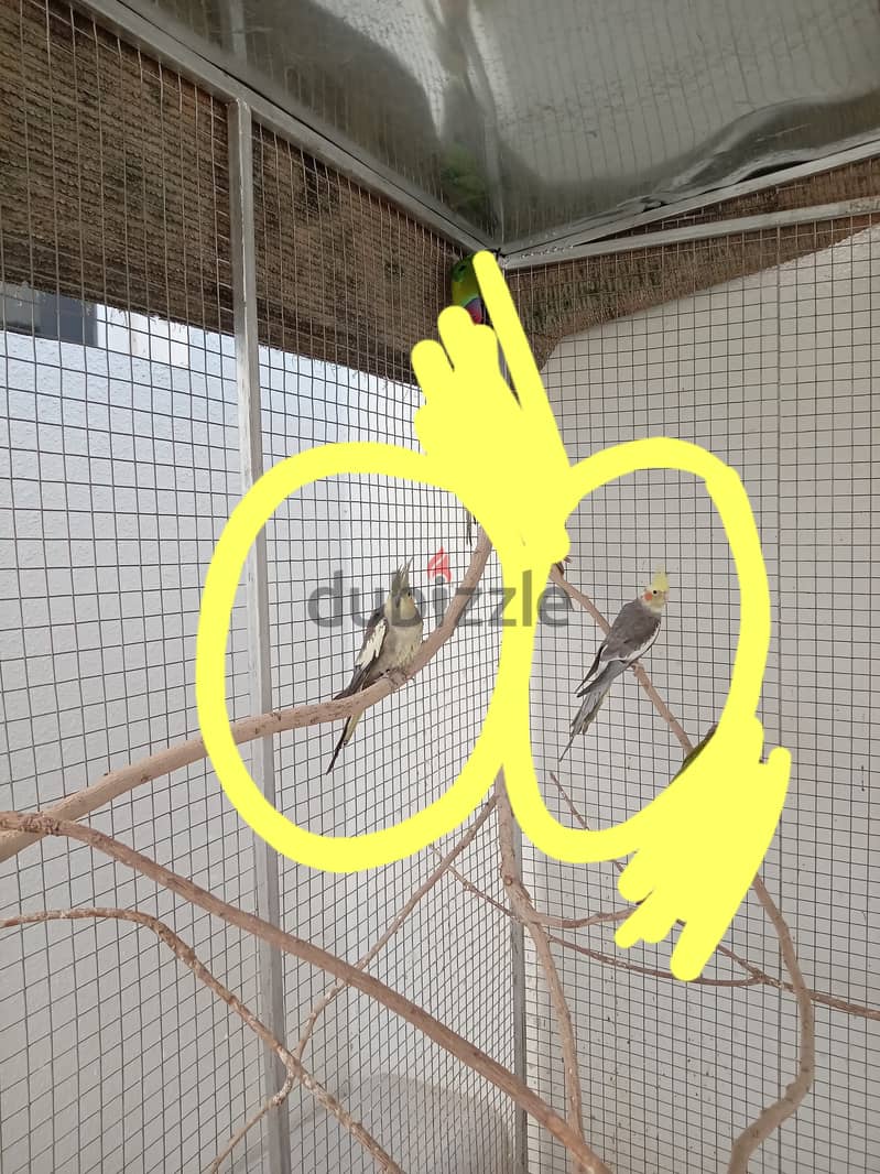 3 cockatiel ٣ كوكتيل 1