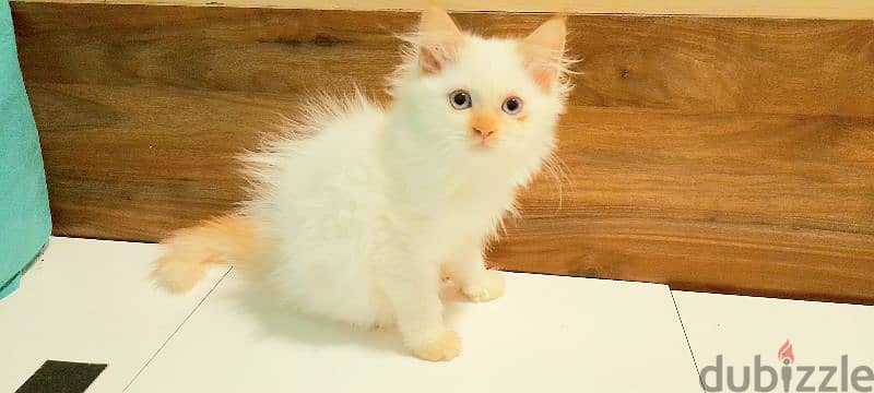 Persian cat   00968-97426245 2