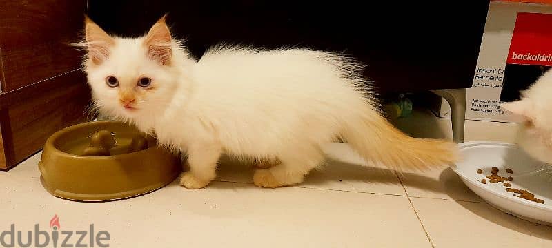 Persian cat   00968-97426245 1