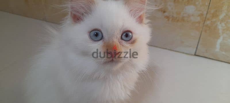 Persian cat   00968-97426245 5