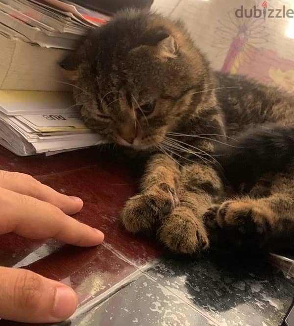 2 years old Male Scottish fold cat brown & black color 3