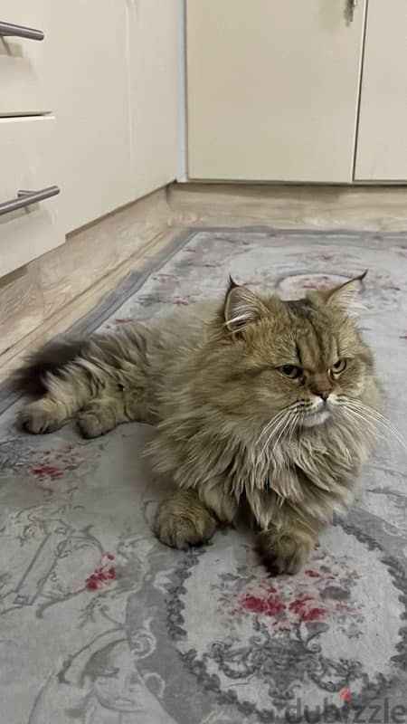 قط ذكر للبيع Male cat for sale 0