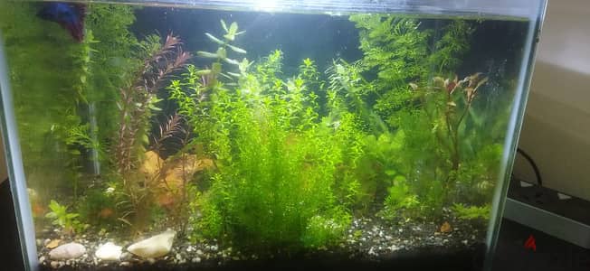 aquarium plants for free