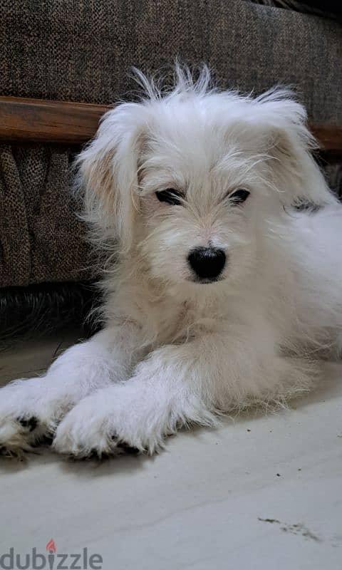 Spitz puppy  For sale 0