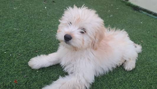 Maltese for sale