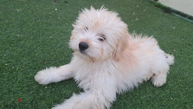 Maltese for sale 0