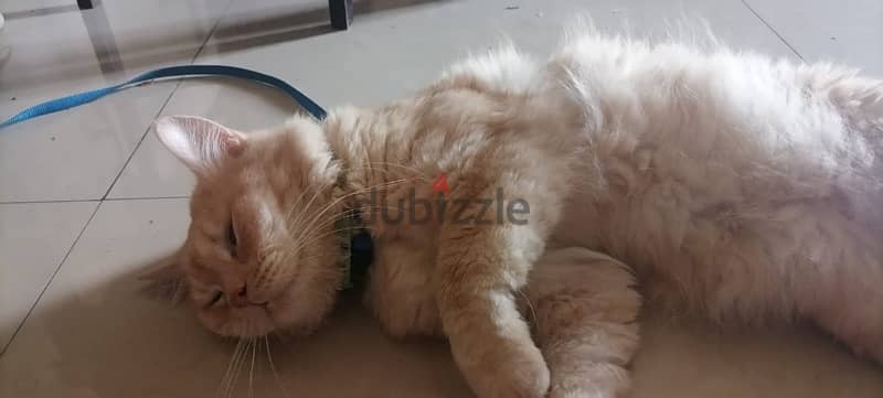 Healthy male ginger cat (  litter trained ) available for adoption 1