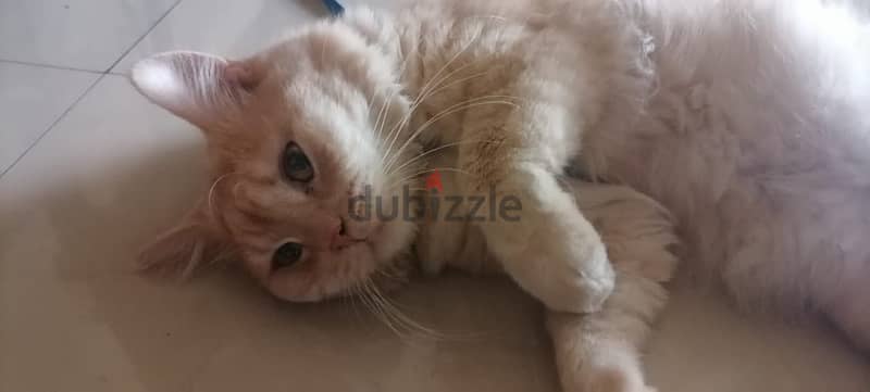 Healthy male ginger cat (  litter trained ) available for adoption 3