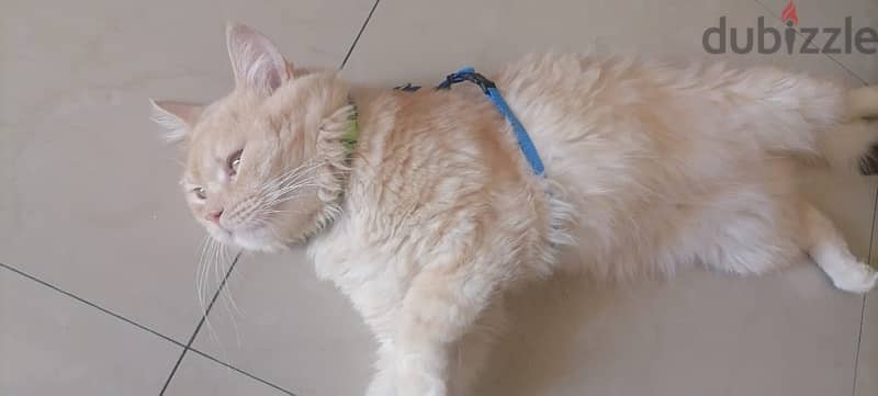 Healthy male ginger cat (  litter trained ) available for adoption 5