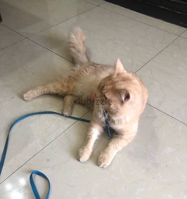 Healthy male ginger cat (  litter trained ) available for adoption 6