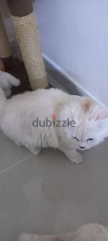 male cat for adoption