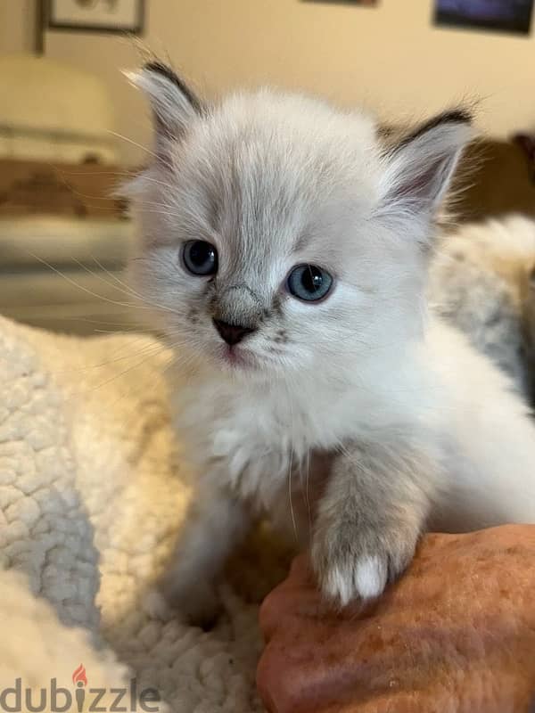 Himalayan kitten 2 month old 0