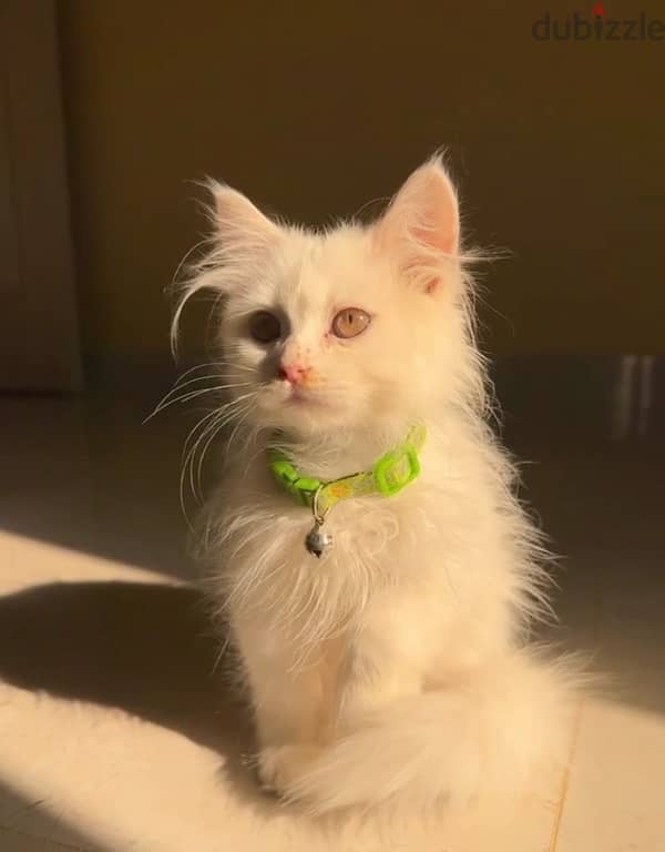 Persian Kitten 0