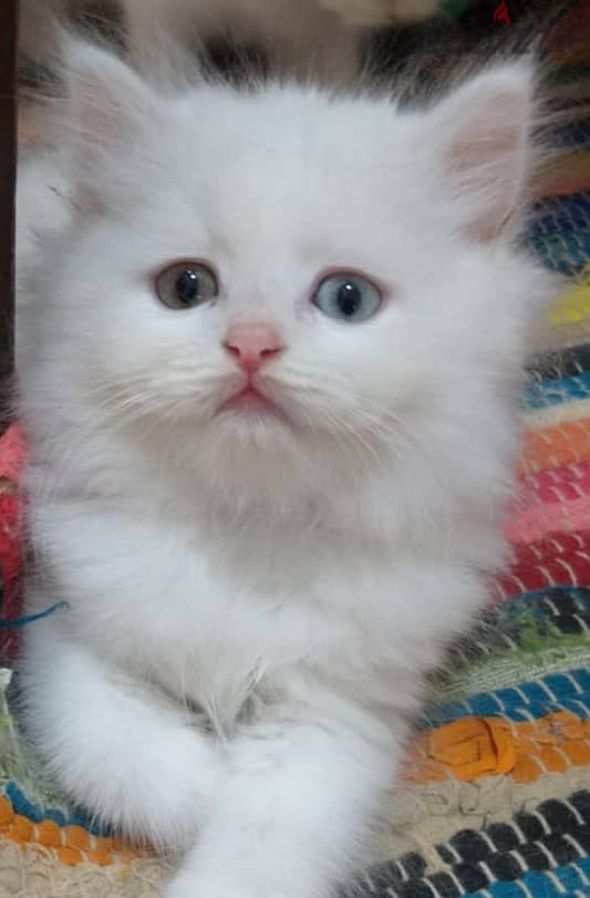 2 months completed 4 Persian male kittens for sale-OMR 50/- each. 0