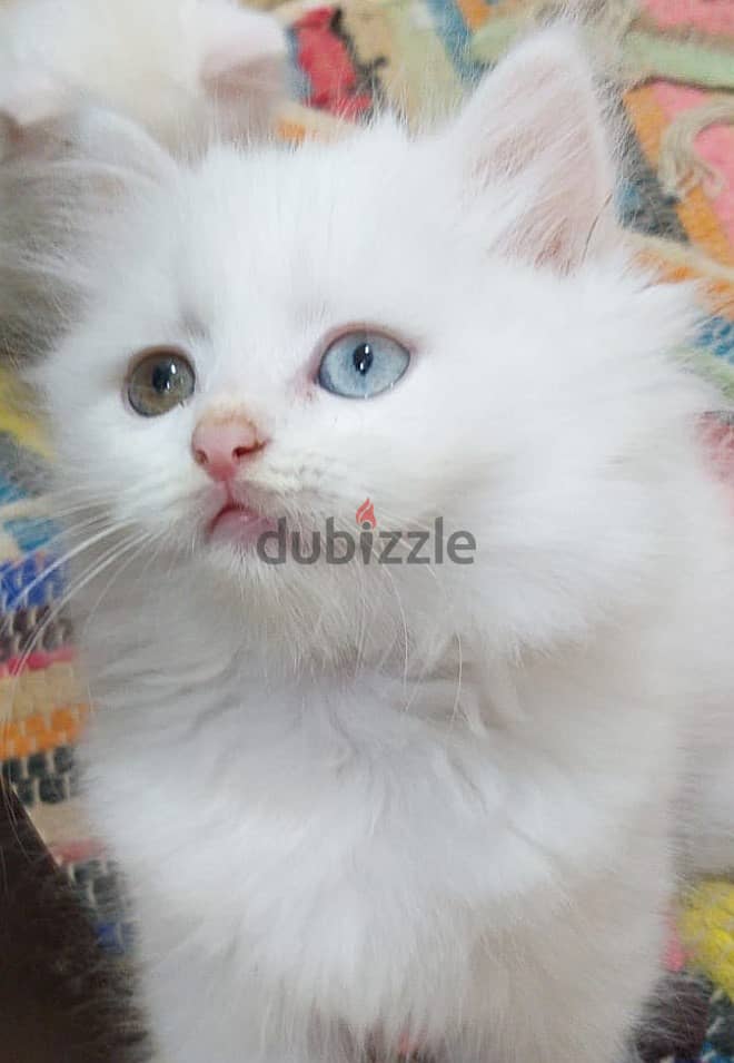 2 months completed 4 Persian male kittens for sale-OMR 50/- each. 3