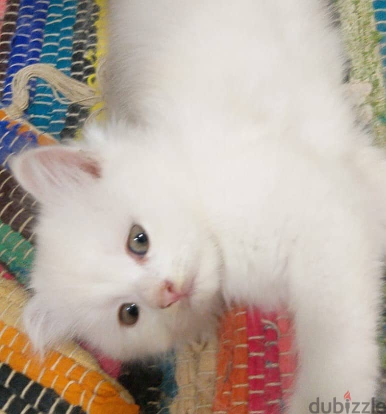 2 months completed 4 Persian male kittens for sale-OMR 50/- each. 4