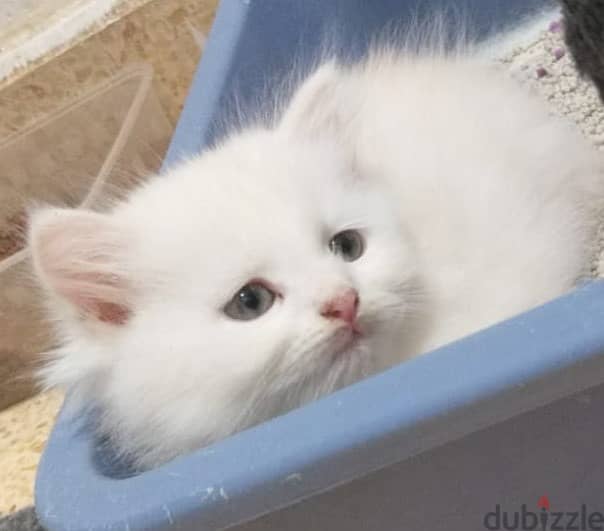 2 months completed 4 Persian male kittens for sale-OMR 50/- each. 5