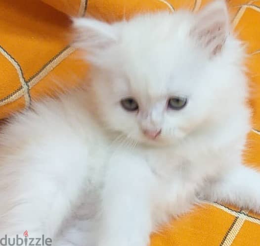 2 months completed 4 Persian male kittens for sale-OMR 50/- each. 6