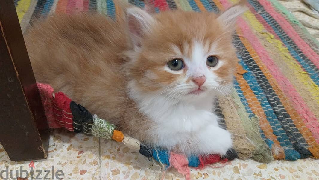 2 months completed 4 Persian male kittens for sale-OMR 50/- each. 7