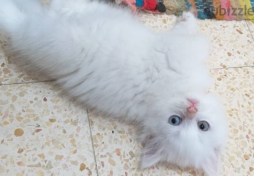 2 months completed 4 Persian male kittens for sale-OMR 50/- each. 8